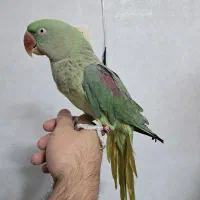 شاه طوطی سخنگو