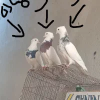 دو جفت طوقی اس