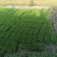 تیم نشا 80000هزار تومان