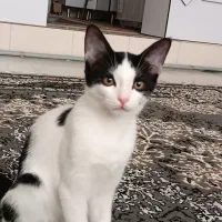 واگذاری گربه dsh