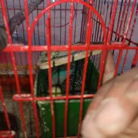 مرغ عشق|پرنده|شاهین‌شهر, مسکن مهر|دیوار