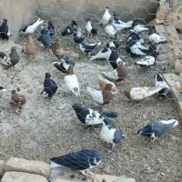 جفتگاه ،رنگه ،جوجه ،همه باهم