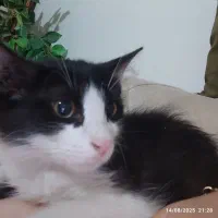 گمشده