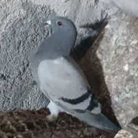 جوجه سبز|پرنده|تربت جام, شهرک آزادگان|دیوار