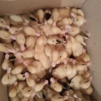 اردک|حیوانات مزرعه|یزد, |دیوار