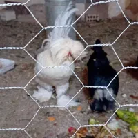 مرغ و خروس سلطان