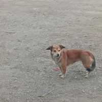 پیدا شده سگ در حیوانات