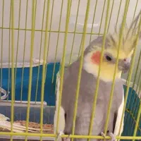 عروس هلندی نر بالغ
