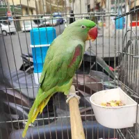 شاه طوطی نر