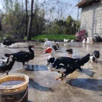 فروش اردک اسراییلی سنگین سالم و سرحال