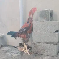 خروس لاری افغان|حیوانات مزرعه|تاتار علیا, |دیوار