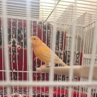 قناری نروماده