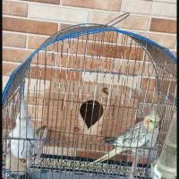 یک جفت عروس هلندی خوش رنگ|پرنده|سنگر, |دیوار