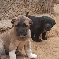 پاکوتا نرو ماده  ۹ ماهه مناسب باغ و ویلا