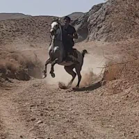 نریان عرب کره عبودی