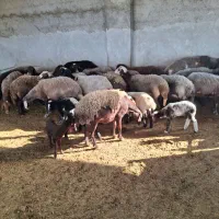 فروش گوسفند وره مار ابستن و قوچ