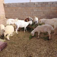 تعدادی گوسفندمیش وبز