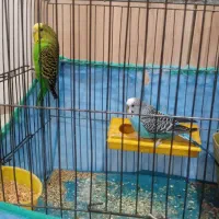 یه جفت مرغ عشق|پرنده|کرمانشاه, |دیوار