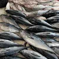 ماهی میگو مستقیم از دریای خلیج فارس بندرعباس گوشت