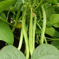 لوبیا سبز تر و تازه