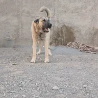 سرابی زات قدیم نگهبان