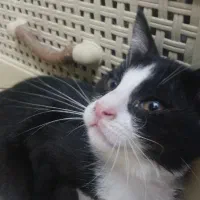 گربه ی ماده سه ماهه تاکسیدو آرام و مهربان و بغلی