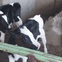 گوساله نر و ماده ۴۰ روزه|حیوانات مزرعه|تربتحیدریه, آسایش|دیوار