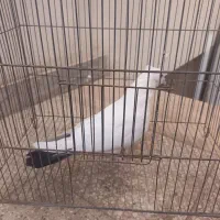 کفتررنگی وسرخ پرشی دم سفید|پرنده|قم, بنیاد|دیوار