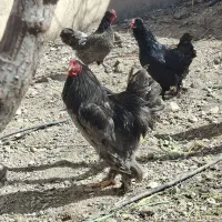 تخم نطفه دار برهما