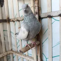 ماده سینه سبز|پرنده|شیراز, سعدیه جنوبی|دیوار