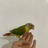 طوطی گرینچیک