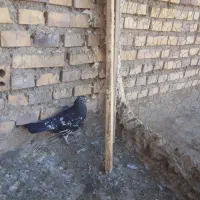 کفتر|پرنده|قائن, |دیوار