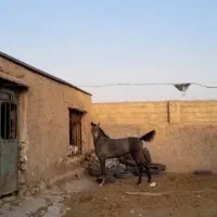 کره مادیان نیله فوق العاده((نژادترکی))