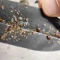 سم زدایی سوسک ساس سمپاشی موریانه سم پاشی موش