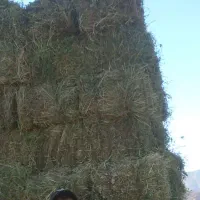 فروش یونجه درجه یک