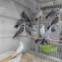 مرغ عشق فنج|پرنده|شیراز, شهرک پرواز|دیوار