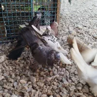 کبوتر پرشی|پرنده|خورموج, |دیوار