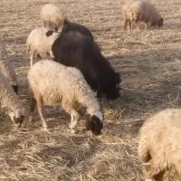 ساورین(بز نر)