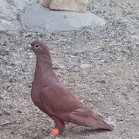 ماده