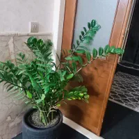 گل طبیعی، زامفولیا غول پیکر|گل و گیاه طبیعی|مشهد, عسگریه|دیوار