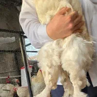 جوجه برهما تولیدی قم