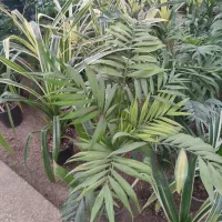 فروش گل های آپارتمانی|گل و گیاه طبیعی|کرج, جهان‌شهر|دیوار