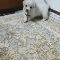 مینیا تودلی جیبی