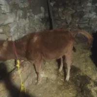 به دلیل نیاز مالی ماده