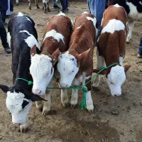 گوساله های پرواری و داشتی