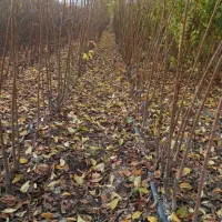 نهال باکیفیت وبا اصالت مخصوص باغداران و همکاران