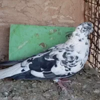 کفتر مقبول|پرنده|شاندیز, |دیوار