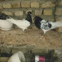 کبوتر کله وموشی