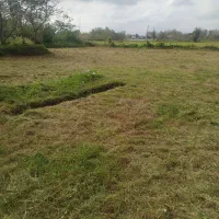 علفزنی.لی زنی.تمشک زنی|خدمات باغبانی و درختکاری|بندر انزلی, امامزاده|دیوار