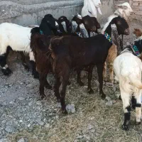 ۹ عدد بزغاله ماده دوقلو وسه قلو جنس خوب|حیوانات مزرعه|خواجه, |دیوار